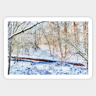 Forest in the Snow HDR Sticker